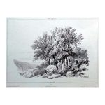 Calame, Alekxandre (1810 – 1864). Group of Trees on the Hill.
